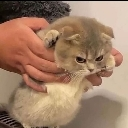 GrumpyKitty custom emote from The 1woners