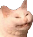 A white cat with a strained, grimacing expression and squinted eyes.