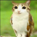 meowl Discord Emoji - Minecraft Server Finder
