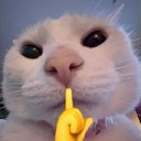 cattoshh Discord sticker from ⋆˚𝜗 night owls 𝜚˚⋆