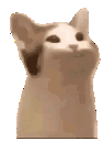 77102popcat animated emote from HTSA | LGBTQ • Tunisia • Friendly • Gay