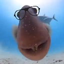 A shark wearing black-rimmed glasses looking directly into the camera with a smug expression.