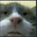 Cat face looking directly into the camera with a suspicious and judgmental expression.