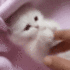 catkittypay animated emote | Dadscord | Active VC Discord • SFW • Anime • Chill • Social • Emojis • VC • Active Voice Chat