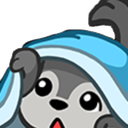 A gray wolf with wide eyes peeking out from under a blue blanket with a surprised expression.