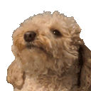 202_dogyap animated GIF emoji from Rabbit Hole
