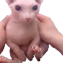 A hairless Sphynx cat held in human hands looking directly at the camera with a blank expression.