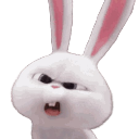 Snowball the white rabbit looking suspicious and judgmental with narrowed eyes.