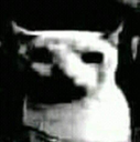 darkcat1 custom emote from 𝘙𝘌𝘈𝘓𝘐𝘛𝘠 𝘈𝘞𝘈𝘐𝘛𝘚... but after 24.7