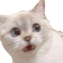 White cat with wide blue eyes and an open mouth looking completely confused.