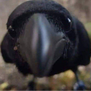 A crow staring directly at the camera with an intense, close-up expression.