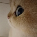 emoji_48 Discord Emoji from —Cats galaxy🌠🐱—