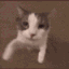 8587430495040307201 animated GIF emoji from • ꒰ Sᴛᴀʀ Fᴀᴍɪʟʏ Zᴏɴᴇ ꒱ •