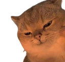 A brown cat with squinted eyes and a smug, mischievous expression.