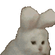 CatBunny animated Discord emote from Cyberpunk Syndicate ☁୨ৎ