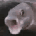 Fish with an extremely wide open mouth and a shocked expression.