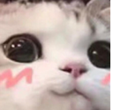 7482uwucat1 Discord Emoji | 𝑻𝑨𝑮 𝑪𝑹𝑨𝑭𝑻 🔮