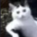 A blurry white cat with large dark eyes staring directly forward with a confused expression.