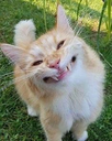 An orange cat with a wide, toothy, and goofy grin looking directly at the camera.