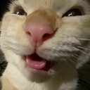 muhehe custom emote | Phà Miền Tây V1🛳