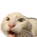 Cat custom emote | Moderator Academy