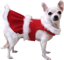 xmas_dog1 Discord sticker - [CTF😜]AllStars&Friends