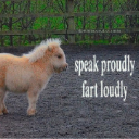 A small pony standing in a dirt paddock with the text speak proudly fart loudly overlaid next to it.