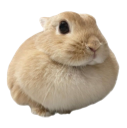 buny custom emote - yoniland ₓ˚ 🍃 ୭