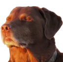 emoji_61 Discord sticker from Dex’s Amunity