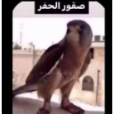 s8or_al7fr Discord sticker from بنَّش