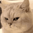 521863sideeyecat1 Discord sticker from Kings