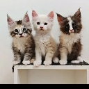 Kittens Discord sticker - Everyone's Server