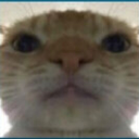 FR_catft Discord sticker | Friends 18+ Sfw | Adults-only • active-chat • Mature • Friendly • Gaming • Lgbtq+ • Hangout