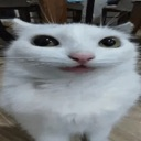 dumbasscat Discord sticker | Stellarcord | Debate • Politics • Religion & more
