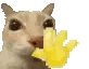 catwave_1 animated emote - mrrp