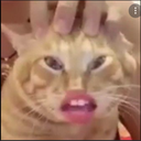 A cat with human lips looking directly at the camera with a sassy expression.