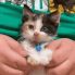 A small calico kitten being held while its paws are wiggled in a dancing motion.