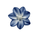 blue_flower Discord sticker - 𝑪𝒓𝒚𝒔𝒕𝒂𝒍 𝑴𝒊𝒏𝒆 18+