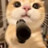 A ginger cat stares blankly while holding a black handgun pointed directly at the viewer.