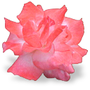 flower_rose custom emote from Lovers Cafe™ | Indian Discord Server • Nitro • Voice Chat • Active • India • Hangout • Gaming • SFW