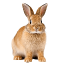 buny Discord Emoji from The C𝟺T Den