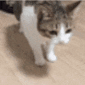 cat_falling animated Discord emote - Advertise Your Servers📺