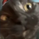 Cat with wide, startled eyes looking directly at the camera in a blurry, close-up shot.