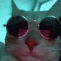 partycat animated emote | FriendZone | Make Friends ⋅ Fun Chill Active Chat ⋅ VC Social Gaming ⋅ Memes ⋅ Nitro Emojis ⋅ Anime