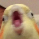 birdie custom emote | {рп}~ДуРкА~{рп}