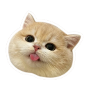 catbleeh1 Discord Emoji - Chi on air