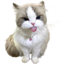 198273cutecattongue Discord Emoji | iamsanna