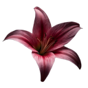 emoji_87 custom emote from N,A