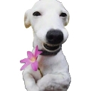 qt Discord sticker - 3008