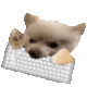 679076dogkeyboard animated Discord emote - Snapchat Social Club™